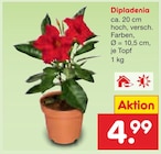Dipladenia für 4,99 € bei Netto Marken-Discount im Angebot Dipladenia im aktuellen Netto Marken-Discount Prospekt