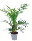 Kanarische Dattelpalme im Angebot bei toom Baumarkt in Gronau Kanarische Dattelpalme Angebote bei toom Baumarkt Gronau für 14,99 €