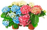 Aktuelle Hortensie Angebote bei REWE in Bielefeld Aktuelles Hortensie Angebot bei REWE in Bielefeld ab 5,55 âŹ