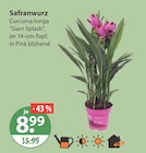 Safranwurz von  im aktuellen V-Markt Prospekt für 8,99 €
