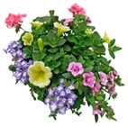 Sommerarrangement Angebote bei REWE Coburg für 6,99 €