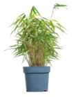 Bambus für 14,99 € bei Blume 2000 im Angebot Bambus im aktuellen Blume 2000 Prospekt