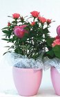 Promo Plantes et compositions florales "classiques" à 12,99 € dans le catalogue Cora à Saint-Nabord