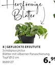 Angebot im Dehner Garten-Center Göppingen Prospekt Dehner Garten-Center Göppingen Prospekt mit im Angebot für 6,99 €