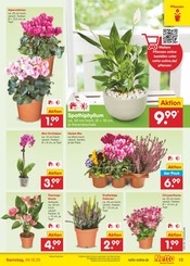 Aktueller Netto Marken-Discount Prospekt mit Pflanzen, "Aktuelle Angebote", Seite 13