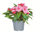 toom Baumarkt Zettemin - Edellieschen Angebot im Prospekt Edellieschen bei toom Baumarkt im Zettemin Prospekt für 2,99 €