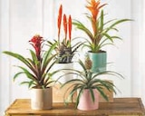 BROMELIAS LUXE à Super U dans Méthamis BROMELIAS LUXE à Super U dans Méthamis