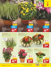 Aktueller Netto Marken-Discount Prospekt mit Blumen, "Aktuelle Angebote", Seite 7