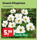 Strauch-Pfingstrose im aktuellen Thomas Philipps Prospekt