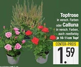 Topfrose im EDEKA Prospekt Topfrose von im aktuellen EDEKA Prospekt für 1,59 €