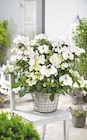 Aktuelle Hortensie Angebote bei ROSENGUT Langerwisch in Potsdam Aktuelles Hydrangea macrophylla 'Runaway Bride' Girlandenhortensie Angebot bei ROSENGUT Langerwisch in Potsdam ab 29,99 âŹ
