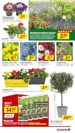 toom Baumarkt Blumen im Prospekt 