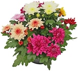 Chrysantheme Angebote bei REWE Bielefeld für 2,79 €