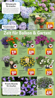 Hortensie im REWE Prospekt "Dein Markt" mit 28 Seiten (Düsseldorf)