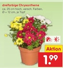 dreifarbige Chrysantheme im Angebot bei Netto Marken-Discount in Beckum dreifarbige Chrysantheme Angebote bei Netto Marken-Discount Beckum für 1,99 €