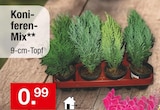 Koniferen-Mix im aktuellen Zimmermann Prospekt
