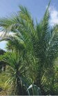 Phoenix canariensis dans le catalogue Hyper U