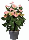 Anthurium dans le catalogue Lidl