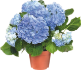 HORTENSIA - GARDENLINE - Aldi à Malakoff HORTENSIA - GARDENLINE en promo chez Aldi Malakoff à 5,99 €