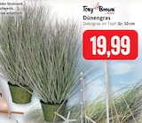 Dünengras Angebote von Tony Brown by Stolz bei Kaufhaus Stolz Bremerhaven für 19,99 €