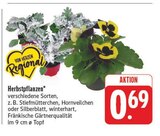 Herbstpflanzen im Angebot bei EDEKA in Amberg Herbstpflanzen Angebote bei EDEKA Amberg für 0,69 €