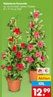 Dipladenia Pyramide im Netto Marken-Discount Prospekt Dipladenia Pyramide von im aktuellen Netto Marken-Discount Prospekt für 12,99 €