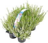 Callunen im Angebot bei REWE in Wolfsburg Callunen Angebote bei REWE Wolfsburg für 5,55 €