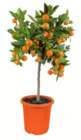 Baum im toom Baumarkt Prospekt Zitrus-Stämmchen im aktuellen toom Baumarkt Prospekt für 27,99 €
