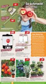 Teleskop im Raiffeisenmarkt Prospekt in Ibbenbüren Aktueller Raiffeisenmarkt Prospekt mit Teleskop, "Herbstzauber im Garten.", Seite 2
