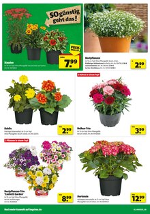Hagebaumarkt Rellingen Prospekt der aktuellen Woche, gültig von 14.06.2025 bis 21.06.2025 Aktueller Hagebaumarkt Rellingen Prospekt "SO günstig geht das!" mit 20 Seiten