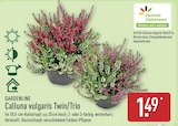 Calluna vulgaris Twin/Trio im ALDI Nord Prospekt Calluna vulgaris Twin/Trio von Gardenline im aktuellen ALDI Nord Prospekt für 1,49 €