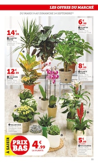 Promo Orchidée dans le catalogue Hyper U du moment à la page 33