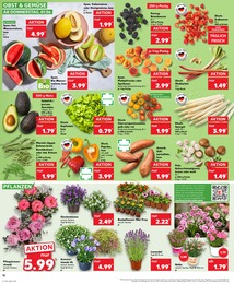 Pflanzen im Kaufland Prospekt Aktuelle Angebote auf S. 12