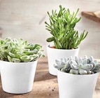 Succulente pot 14 cm - Intermarché à Argenteuil Succulente pot 14 cm en promo chez Intermarché Argenteuil à 10,00 €