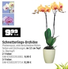 Aktuelle Zimmerpflanzen Angebote bei OBI in Nürnberg Aktuelles Schmetterlings-Orchidee 2-Trieber Angebot bei OBI in Nürnberg ab 9,99 €