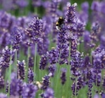 Aktuelle Lavendel Angebote bei Raiffeisenmarkt in Bielefeld Aktuelles Echter Lavendel im 12 cm-Topf oder 13 cm-Topf Angebot bei Raiffeisenmarkt in Bielefeld ab 2,99 €