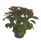 Promo Hortensia à grandes fleurs Black Diamond en pot de 5 litres à 29,99 € dans le catalogue Botanic à Rueil-Malmaison