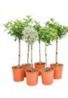 Mini-Stamm-Sortiment Angebote von GROW by OBI bei OBI Fürth für 27,99 €
