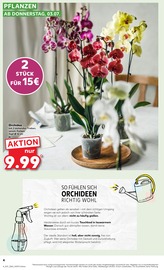 Aktueller Kaufland Prospekt mit Orchidee, "Aktuelle Angebote", Seite 4