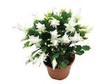 XXL-Schlumbergera im Angebot bei Lidl in Schwäbisch Hall XXL-Schlumbergera Angebote bei Lidl Schwäbisch Hall für 7,99 €