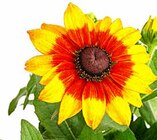Aktuelles SONNENHUT Angebot bei Dehner Garten-Center in Münster ab 9,99 €