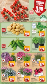 Ähnliche Blumenzwiebeln Angebote im Prospekt "Dein Markt" von REWE in Kempten Ähnliche Angebote wie Blumenzwiebeln im Prospekt "Dein Markt" auf Seite 5 von REWE in Kempten