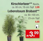 Aktuelles Kirschlorbeer Angebot bei Zimmermann in Hannover ab 3,99 €