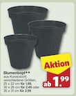 Blumentopf im aktuellen famila Nordwest Prospekt