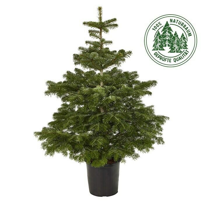 BAUHAUS Florstadt - Piardino Nordmanntanne Piardino Nordmanntanne Angebot bei BAUHAUS Florstadt im Prospekt Festliche Angebote für Ihr Zuhause
