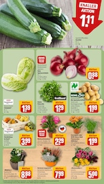 Blumentopf im REWE Prospekt in Hanau Aktueller REWE Prospekt mit Blumentopf, "Dein Markt", Seite 7