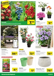 Aktueller Hagebaumarkt Prospekt mit Stauden, "FREU DICH AUF DRAUSSEN", Seite 4