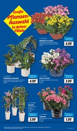 Chrysantheme im Lidl Prospekt in Braunschweig Aktueller Lidl Prospekt mit Chrysantheme, "LIDL LOHNT SICH", Seite 7