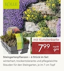 Steingartenpflanzen – 6 Stück im Set bei Pflanzen Kölle im Unterhaching Prospekt für 7,99 €