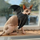 Costume pour chien ailes de chauve-souris dans le catalogue B&M